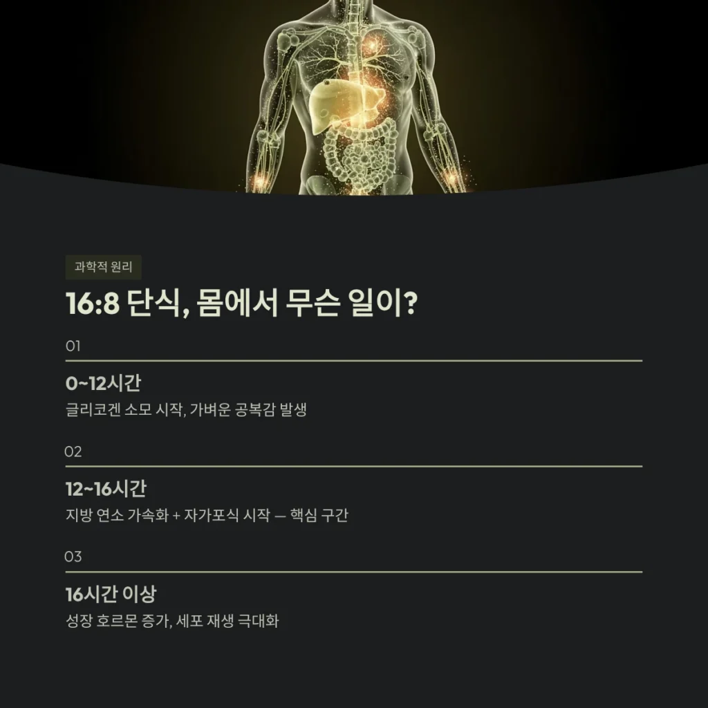 16:8 단식, 몸에서 무슨 일이?